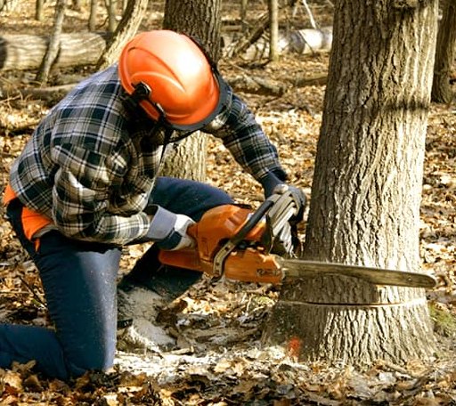 Tree Removal in Brentford, SD